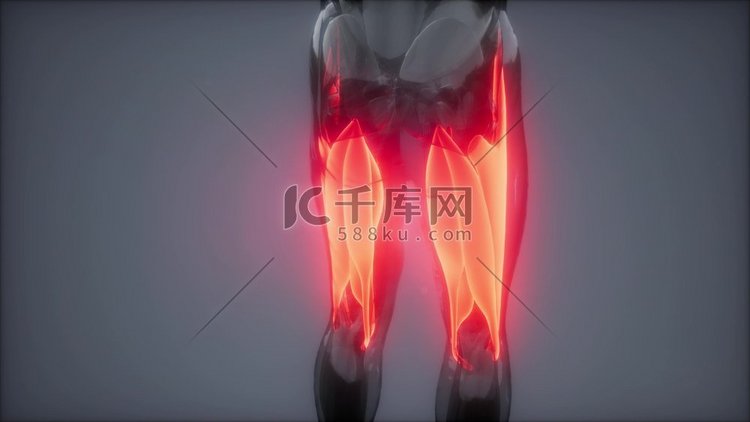 大腿肌肉—可见肌肉解剖图