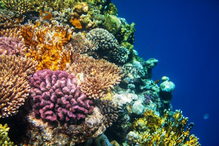 埃及红海的珊瑚礁。自然不寻常的