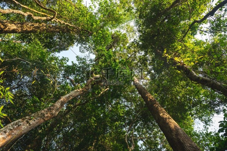 地球日概念与热带森林背景，与树