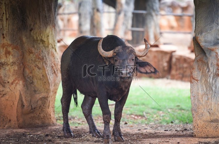 森林水牛/非洲水牛野生动物在国