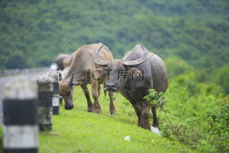 泰国自然田野中的水牛群