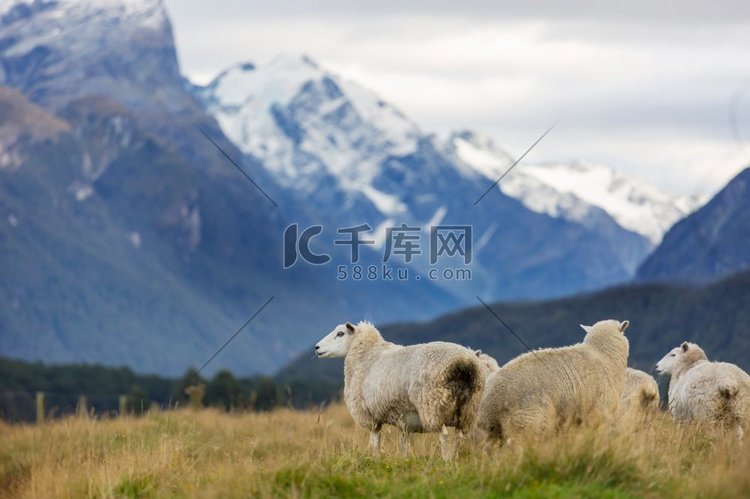 青山草地上的绵羊，新西兰的乡村