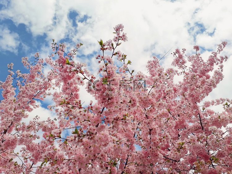 野生的粉红色樱桃树在天空中绽放