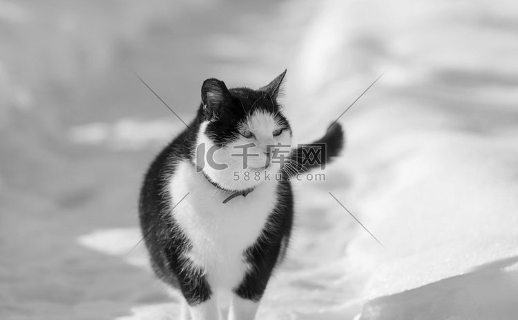 猫在雪在冬天的季节