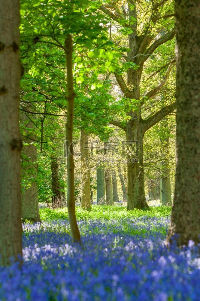 蓝铃木或森林充满蓝色的花和树在