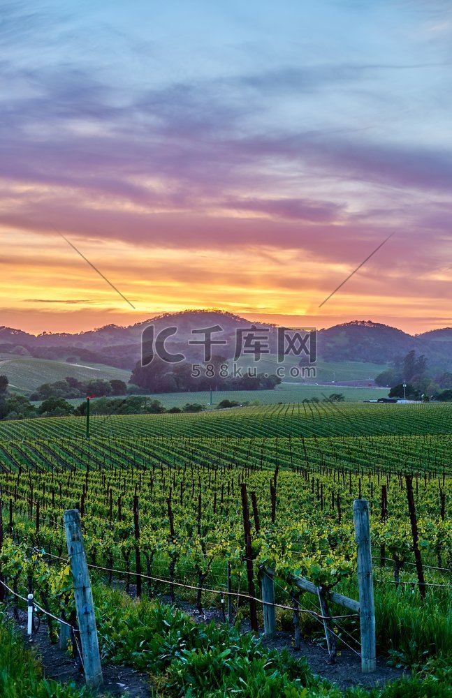葡萄园景观日落在加利福尼亚州，
