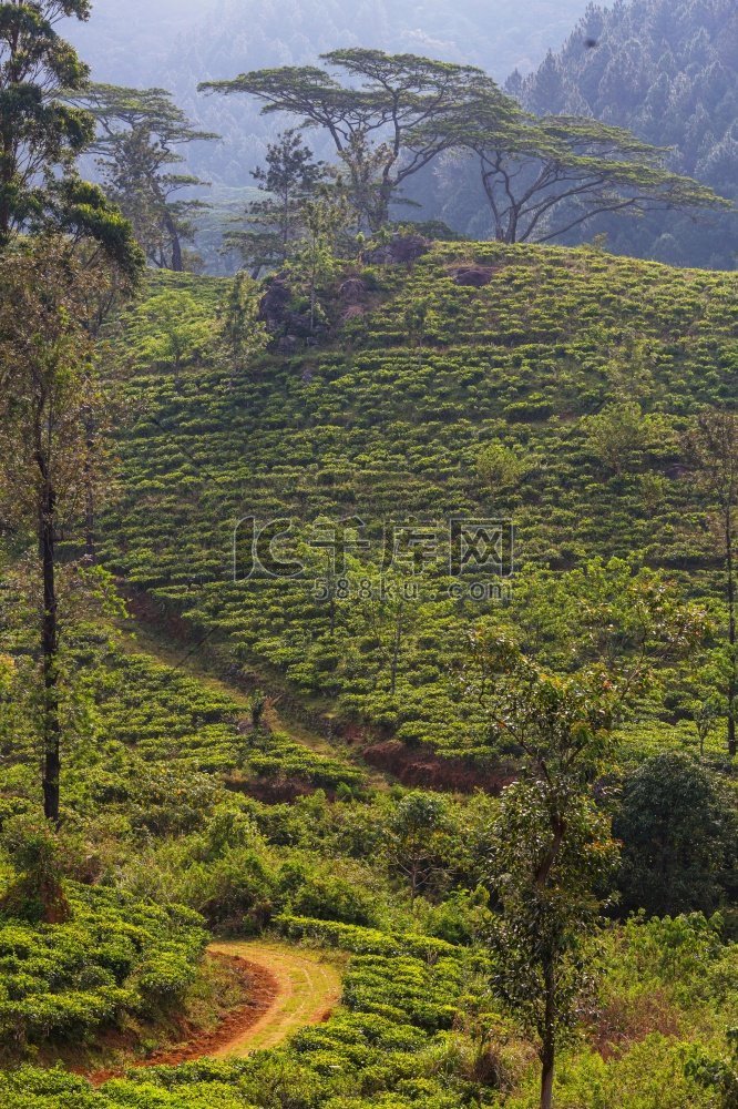 绿色自然景观_斯里兰卡茶园