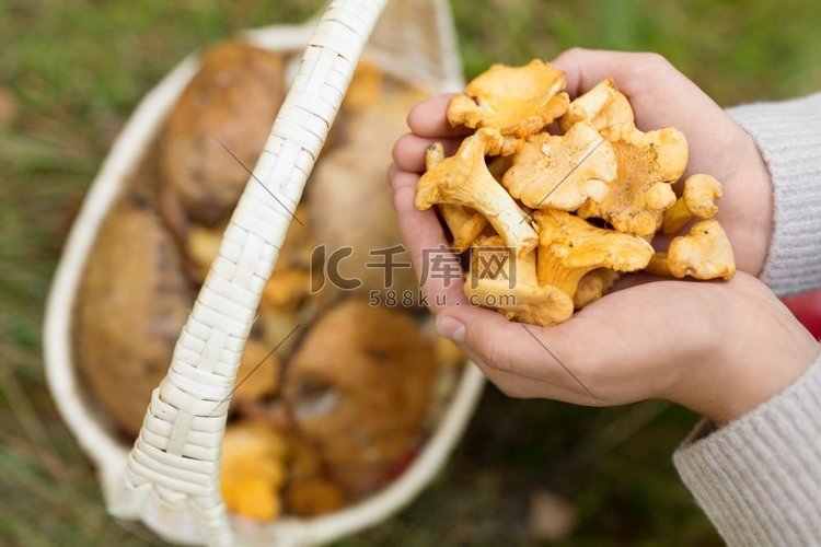 Chanterelle，手，采摘，森林