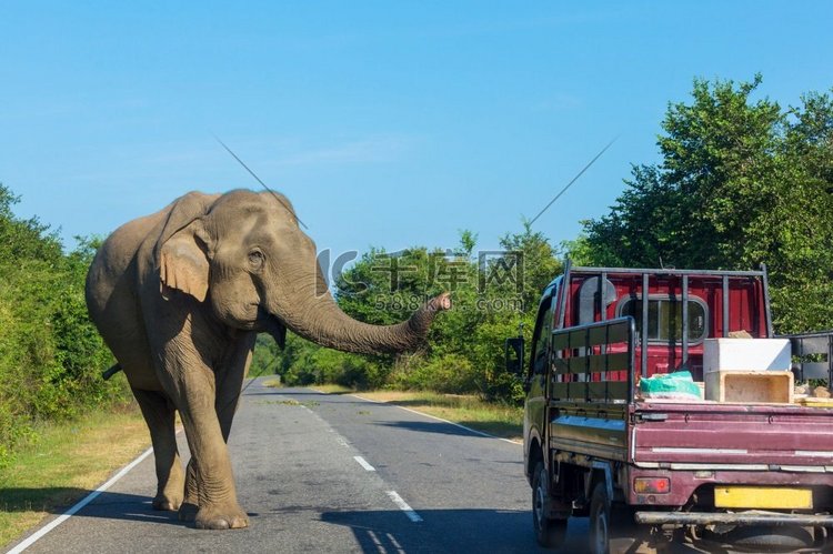 斯里兰卡大象站在路上