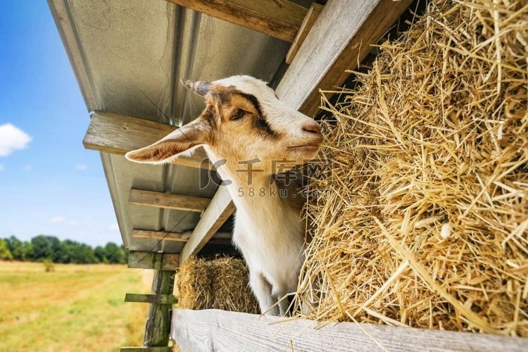夏天，一只山羊在谷仓里吃干草