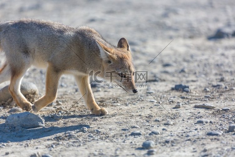 南美灰狐（Lycalopex 