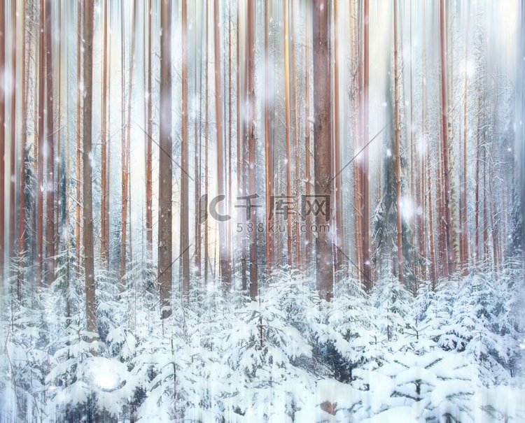 松树林，冬天，雪