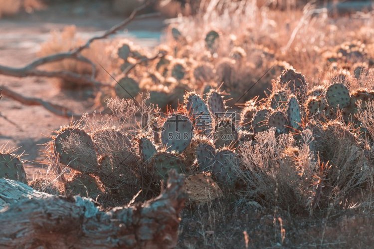大Saguaro仙人掌在一个山