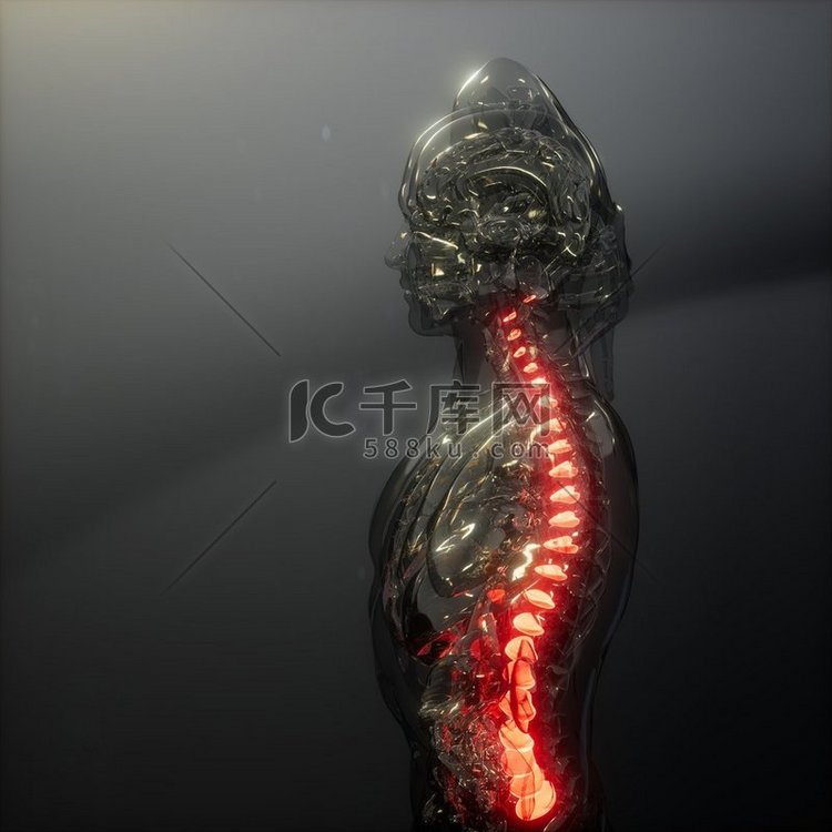 脊椎背痛。人体脊椎骨骼的科学解
