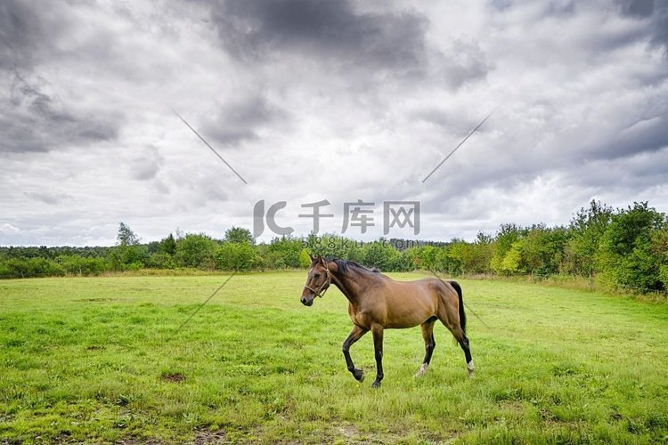 布朗马走在绿色领域在多云的天气
