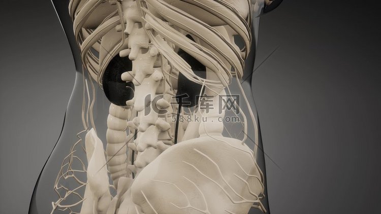 3D技术在医学上准确地描绘了肾
