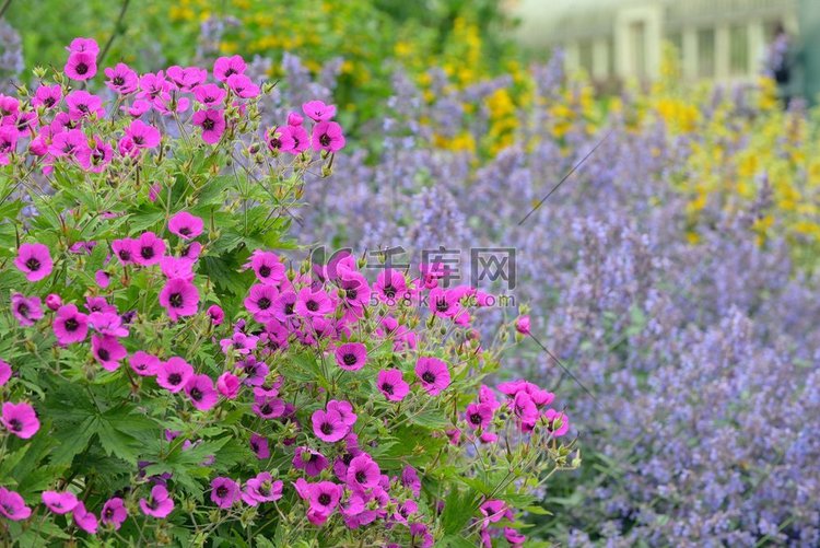 美丽的粉红色矮牵牛花（矮牵牛花