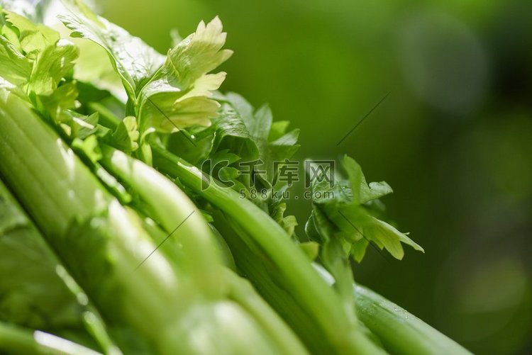 新鲜芹菜蔬菜/束芹菜茎与叶子在