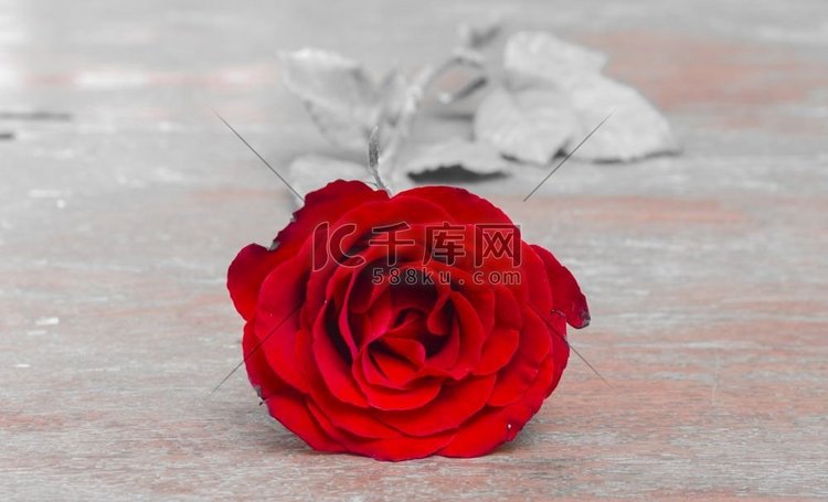 红色玫瑰在白色背景单调。情人节