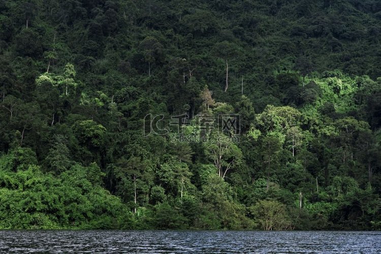 热带森林，亚洲