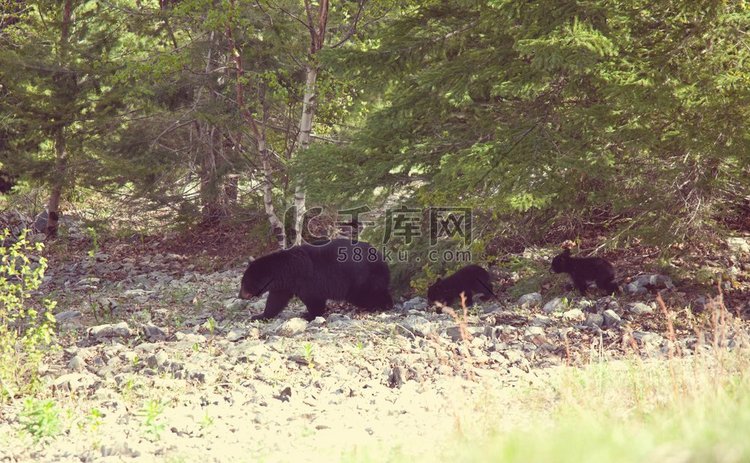 黑熊。森林里的黑熊