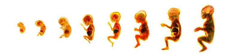 人类胚胎的成熟，生殖的循环。胚