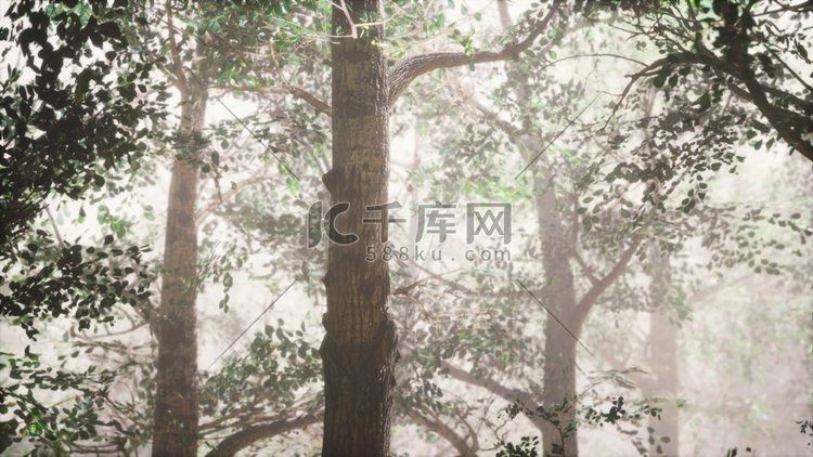 夏季森林与深雾