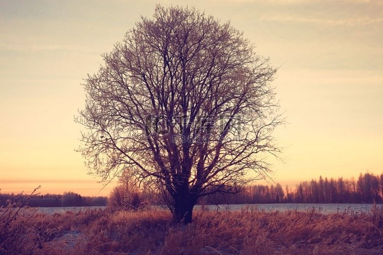 冬天地里的树