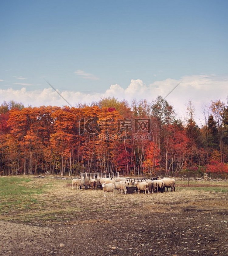 五颜六色的秋天树在一个羊农场 