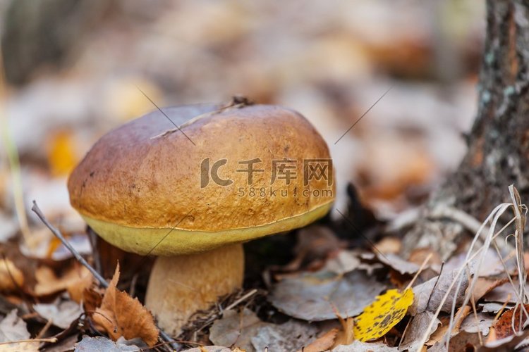 秋季的蘑菇