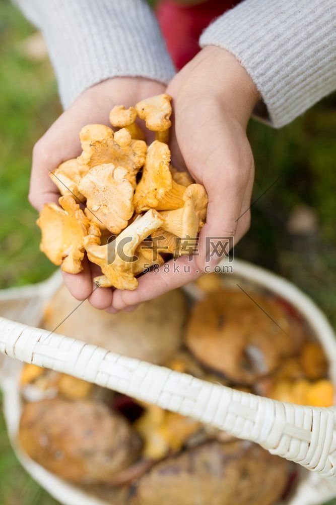  chanterelle，手，采摘，森林