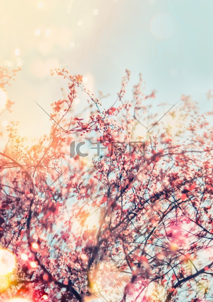 与樱花的春天自然背景在室外。阳