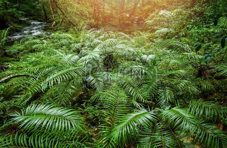 种植热带蕨类森林/山水自然绿色