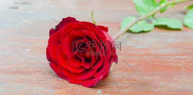 红玫瑰送给情人节时你爱的人。