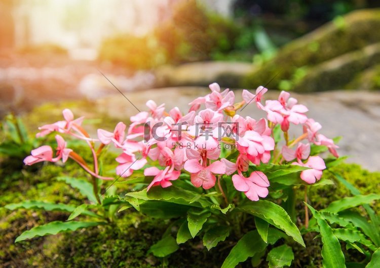  开花，开花，瀑布，龙