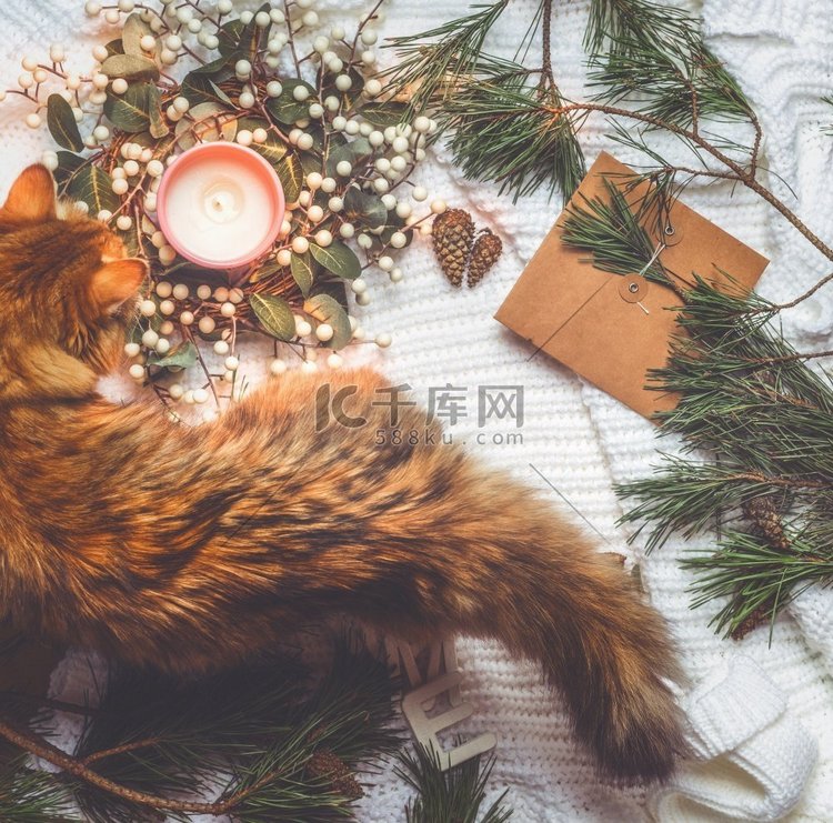 猫在白色地毯与圣诞装饰：冬天花