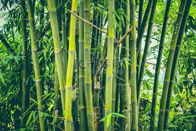 新鲜的竹子在丛林竹林