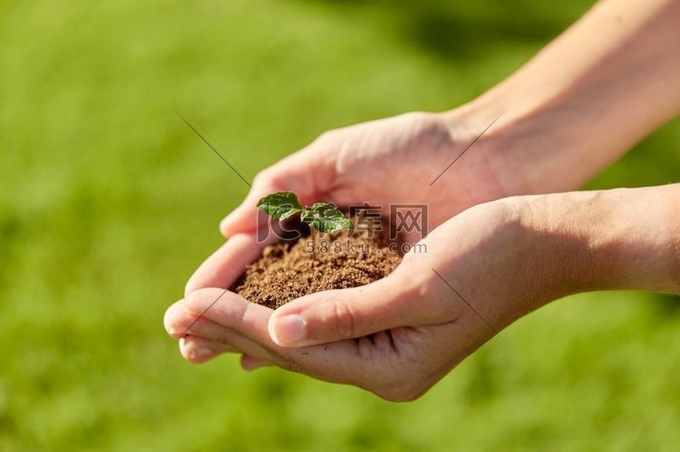  土壤，发芽，园艺，农民