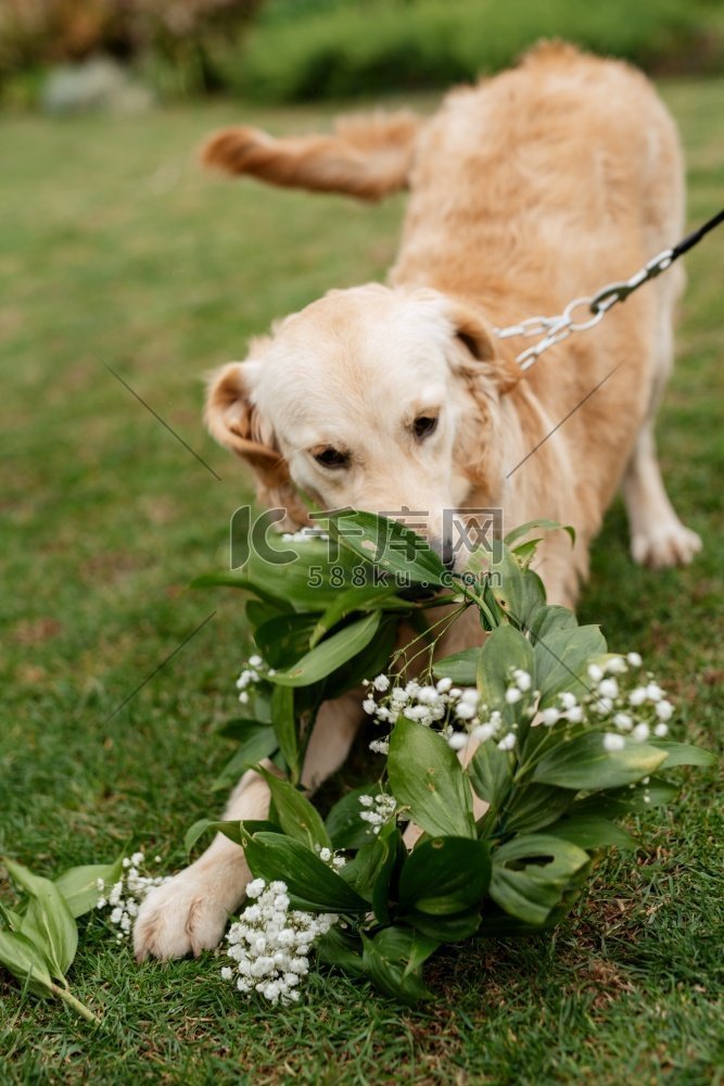 一只金毛猎犬在婚礼上脖子上挂着