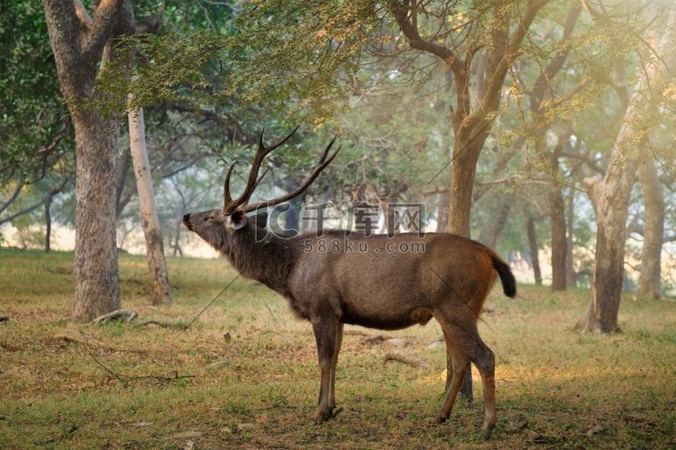  鹿，印度，拉贾斯坦邦，兰坦博