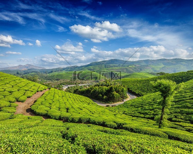 早晨的绿茶种植园，印度喀拉拉邦