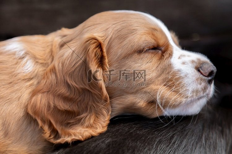可爱的黑色和棕色小狗睡在阳光下