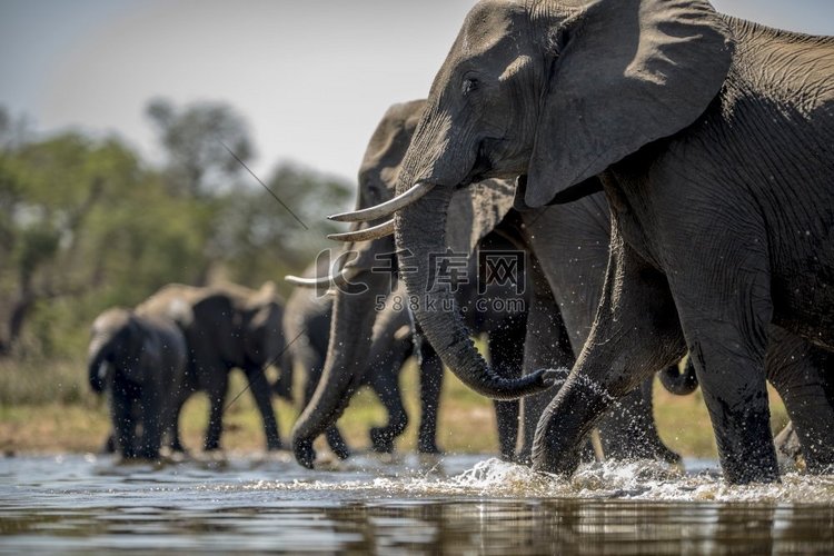 大象喝水的美丽镜头。大象喝水的
