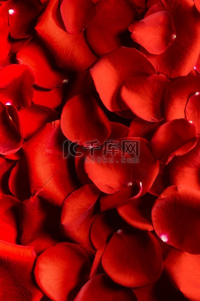 关闭红色玫瑰花瓣背景情人节。红