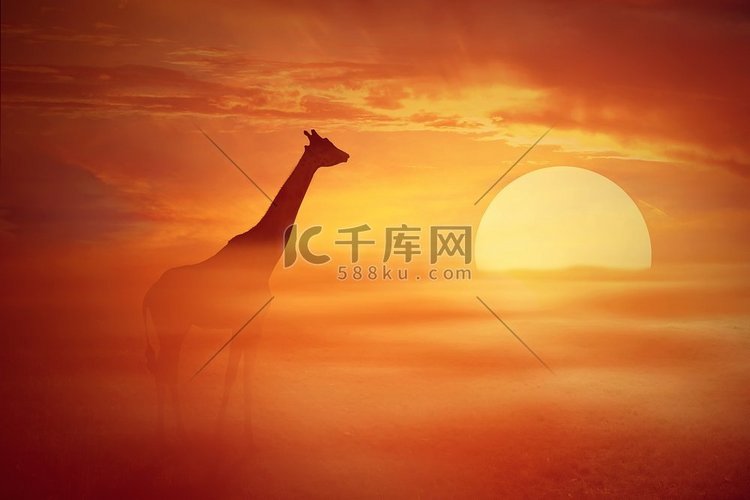 一只孤独的长颈鹿在雾蒙蒙的橙色