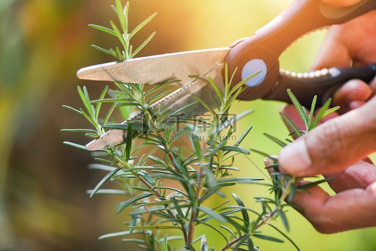 削减迷迭香植物生长在花园提取物