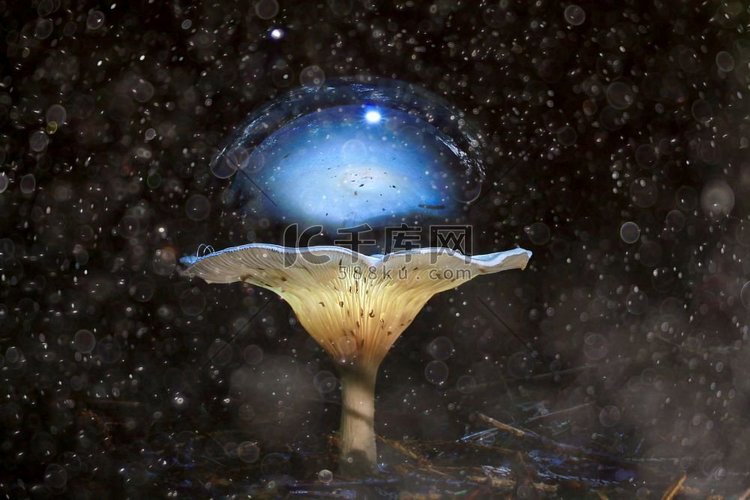 不寻常的照片蘑菇泡沫