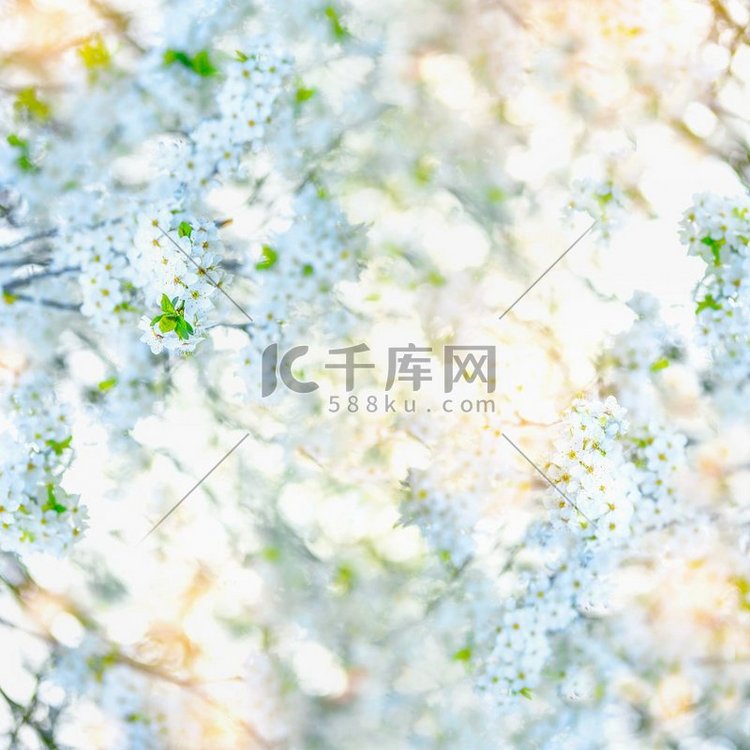 白色的春花背景，绿叶鲜艳，阳光