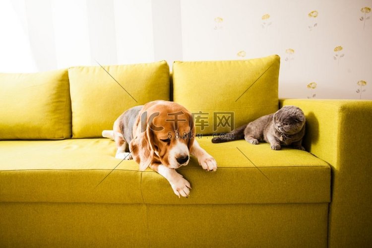 猫和狗躺在柔软的沙发上。悲伤的