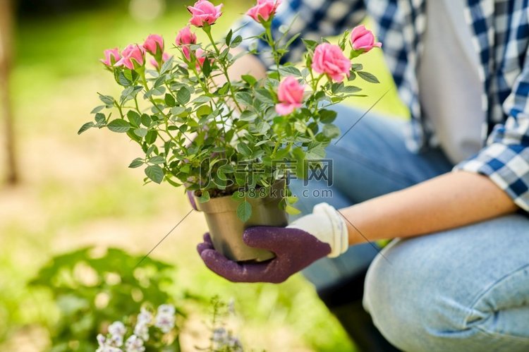 园艺和人的概念—妇女种植玫瑰花